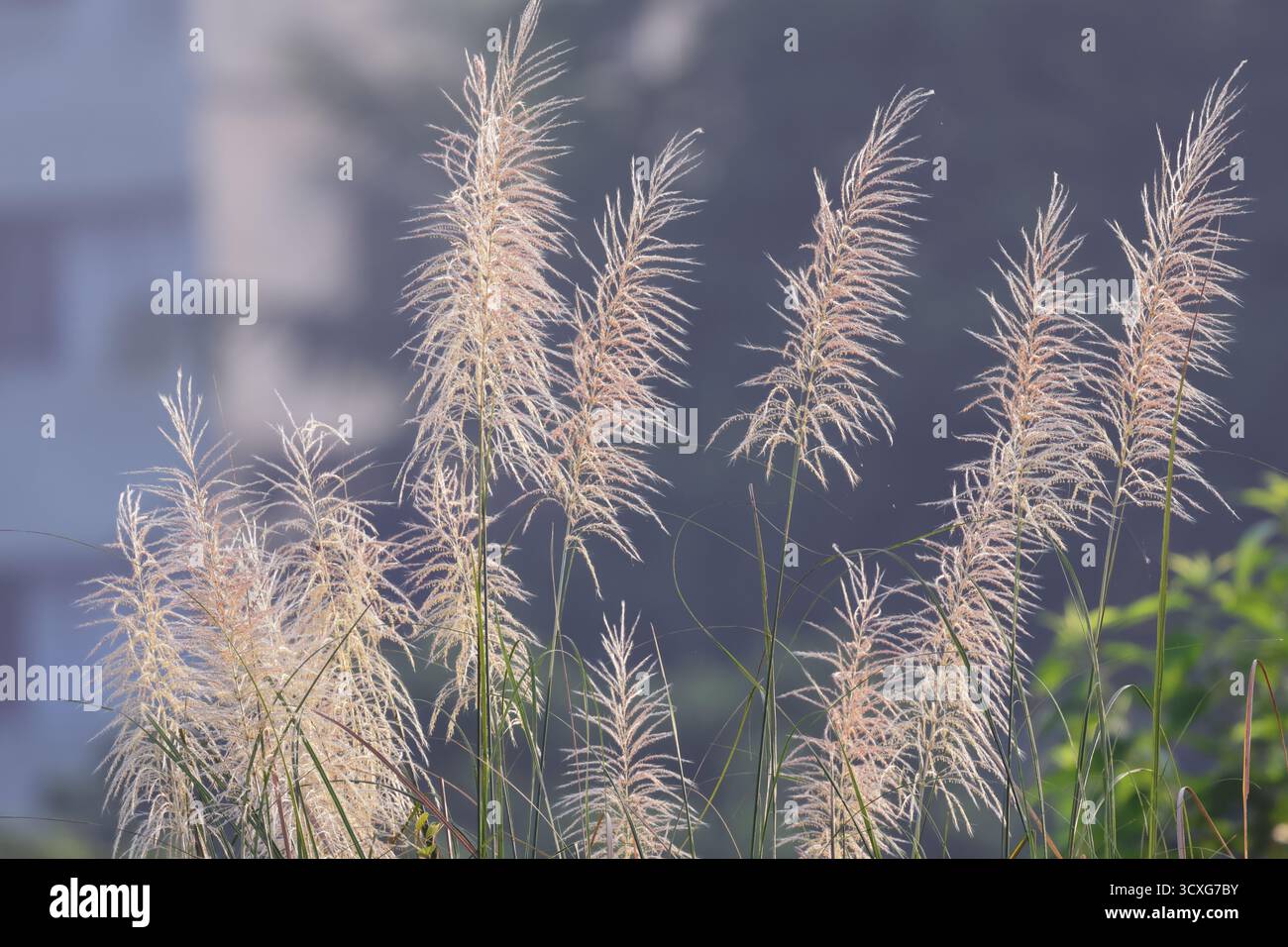 Herbe KanS ou canne à sucre sauvage.Saccharum spontaneum est une espèce d'herbe vivace dans la famille des vraies herbes. Cette photo a été prise du Bangladesh. Banque D'Images