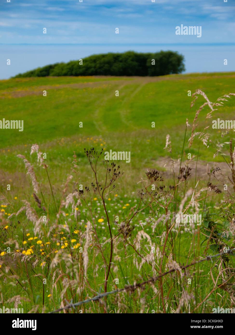Campagne estivale avec des fleurs sauvages et des champs verdoyants dans le Dorset Banque D'Images