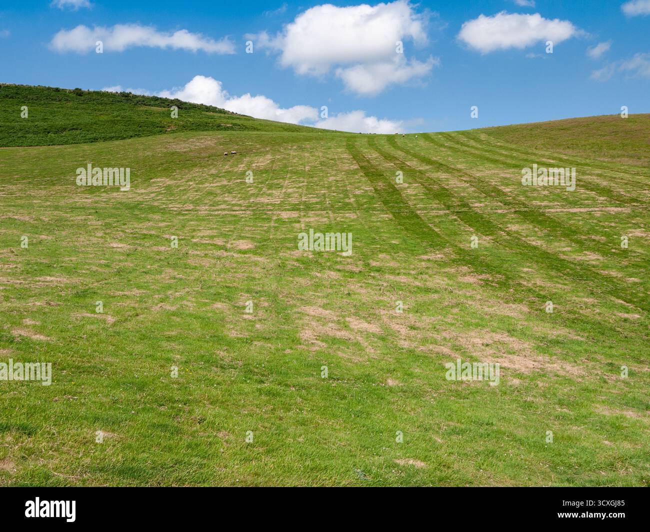 Collines verdoyantes et champs agricoles sous le ciel bleu avec des nuages blancs dans la campagne du Dorset Banque D'Images