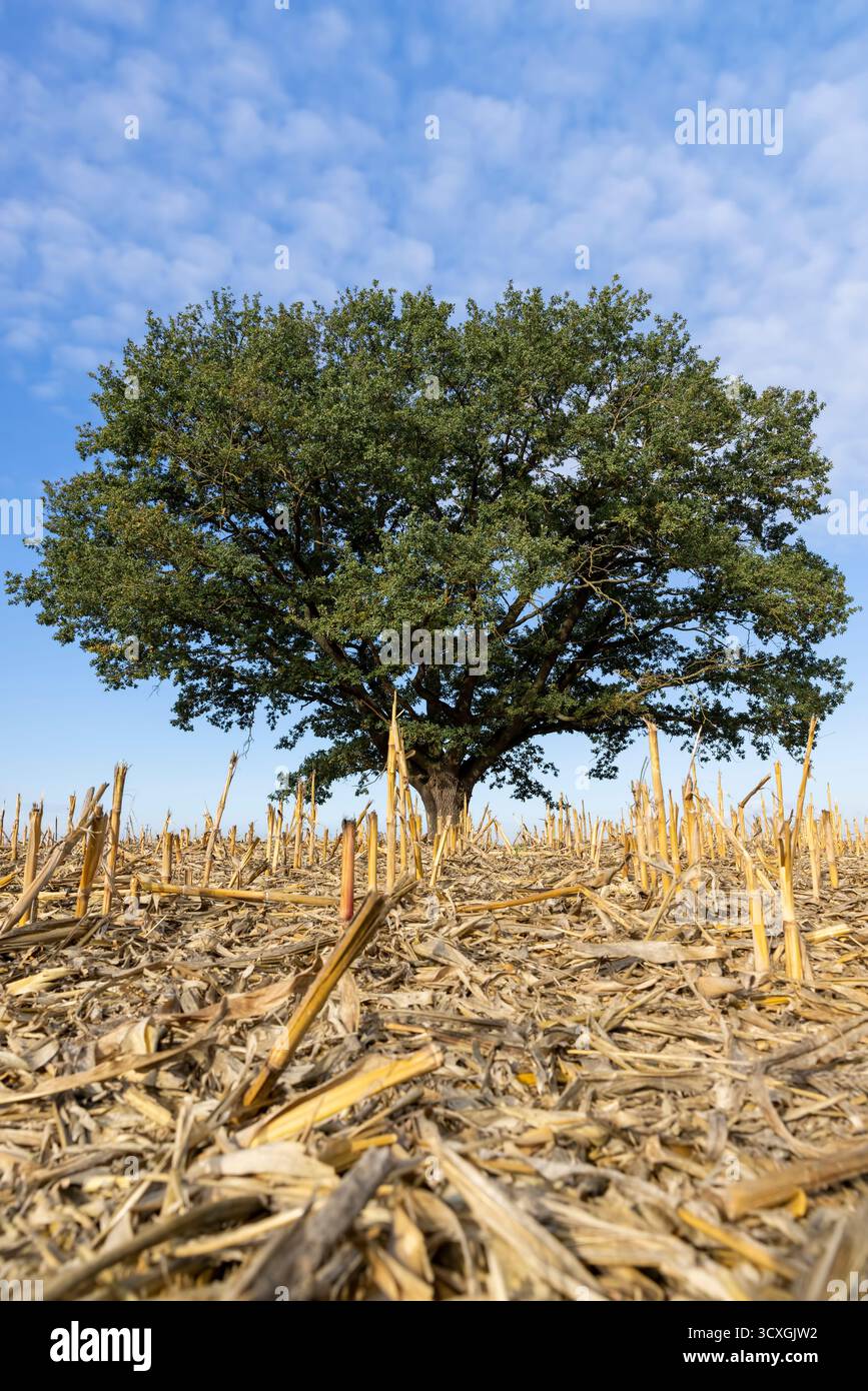 un vieux chêne contre le ciel bleu dans un champ avec chaume de maïs dans la saison d'automne Banque D'Images