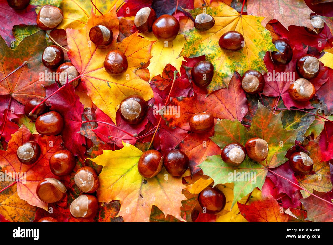 Châtaignes dispersées sur des feuilles d'érable d'automne colorées dans des tons vibrants de rouge, jaune et orange, fond saisonnier naturel avec perf de texture de feuillage Banque D'Images