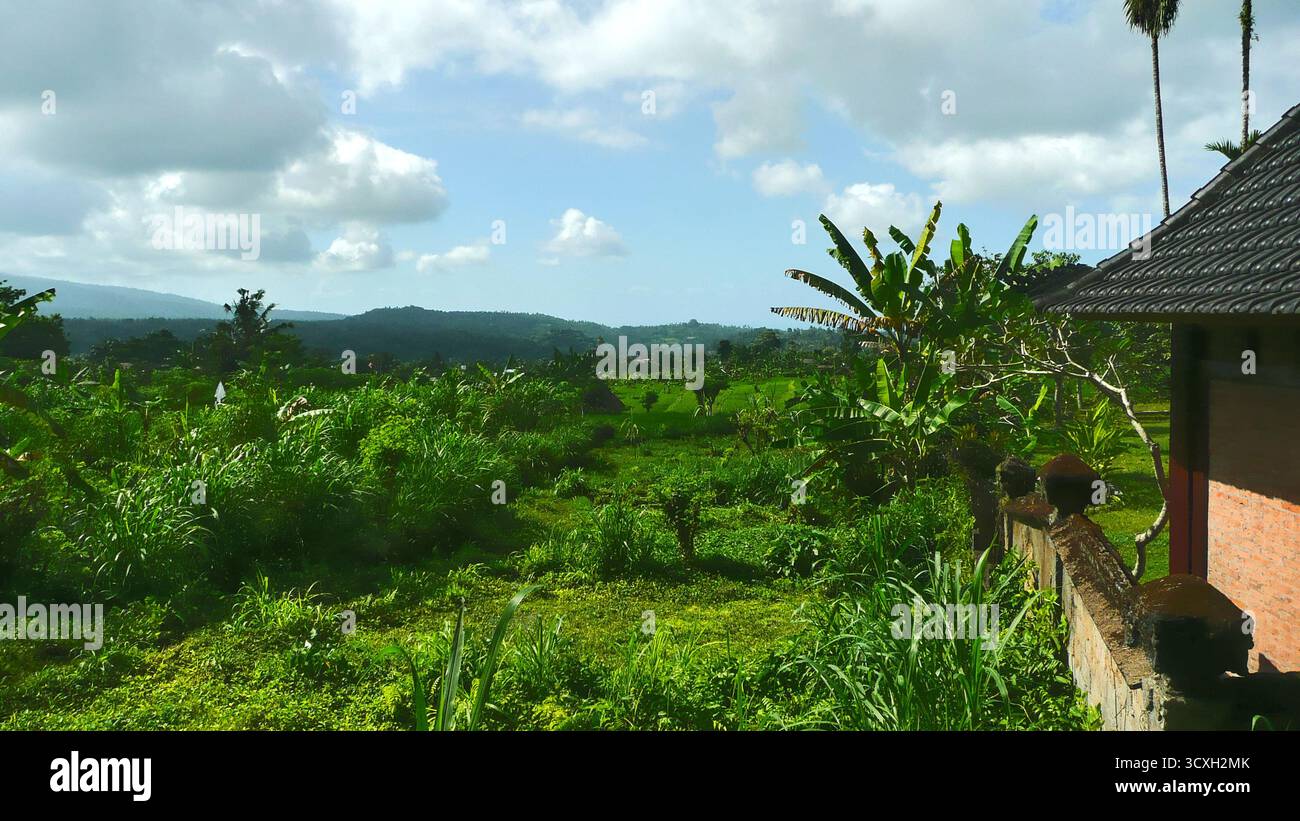 Vue sur un paysage de plantations et de rizières, avec une végétation luxuriante qui s'étend sur le terrain tropical. Banque D'Images