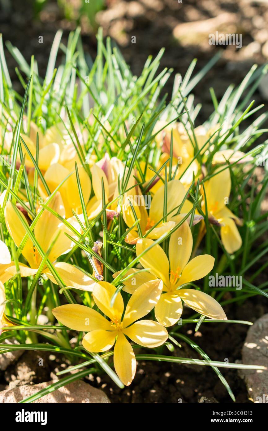 Saint-Gall, Suisse, 5 mars 2025 Crocus angustifolius ou étoffe de crocus doré au jardin botanique Banque D'Images
