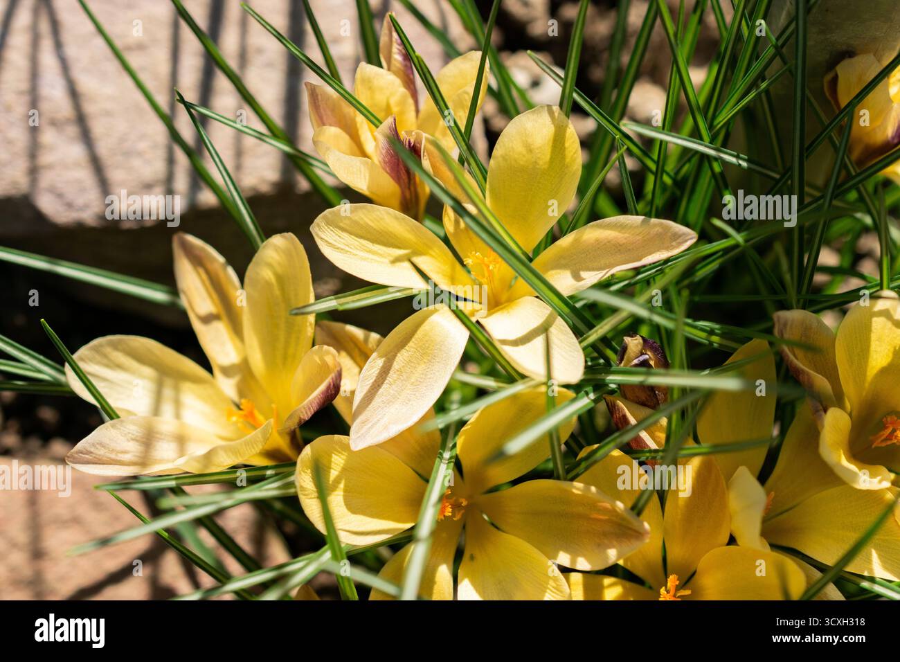 Saint-Gall, Suisse, 5 mars 2025 Crocus angustifolius ou étoffe de crocus doré au jardin botanique Banque D'Images