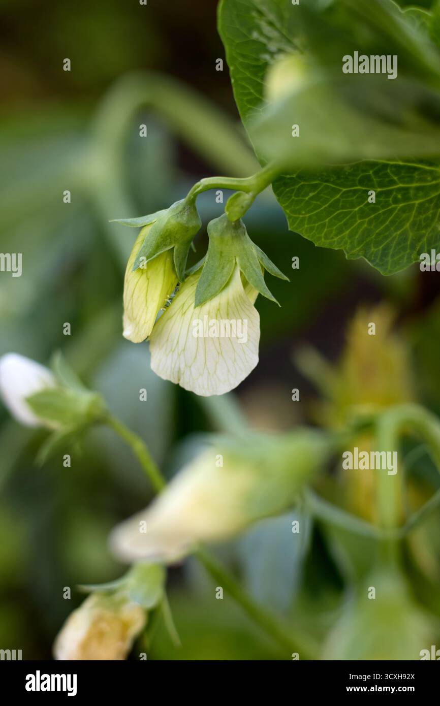 Ce gros plan captivant met en valeur la beauté exquise des fleurs de pois blancs en pleine floraison. Les détails complexes des pétales sont mis en évidence, comp Banque D'Images