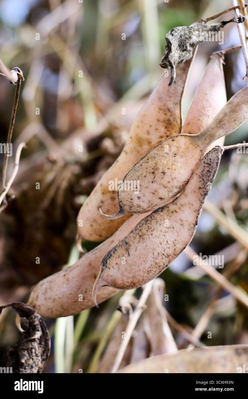 Un gros plan capture les détails complexes de gousses de soja sèches suspendues délicatement sur une branche dans un champ. La scène se déroule dans un agricole Banque D'Images