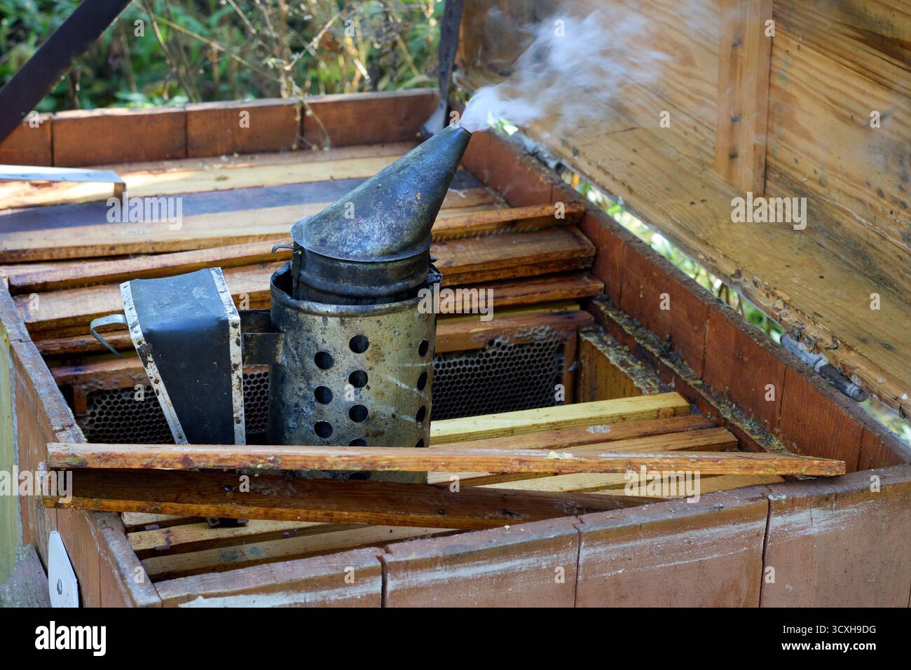 Fumeur d'abeilles fumant sur boîte de ruche ouverte avec cadres en nid d'abeilles, concept d'apiculture, équipement de rucher, gros plan sur une journée ensoleillée Banque D'Images