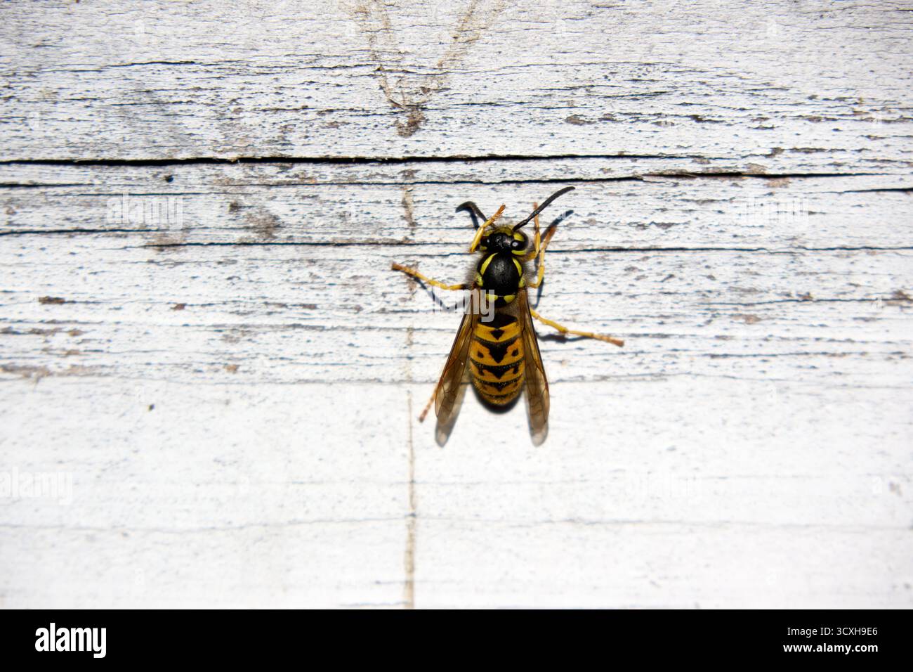 Une guêpe allemande est assise sur une planche de bois peinte en blanc au soleil, mettant en valeur ses rayures noires et jaunes distinctives, en gros plan, vue de dessus. Banque D'Images