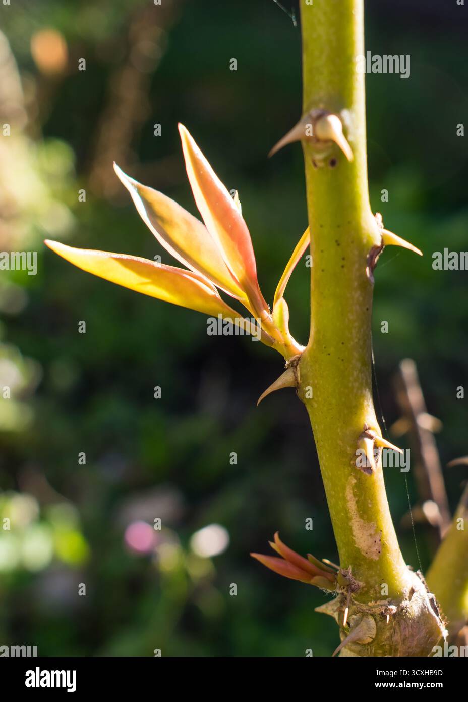 Jeunes pousses d'Ora-pro-nobis (Pereskia aculeata) contre la lumière du soleil Banque D'Images