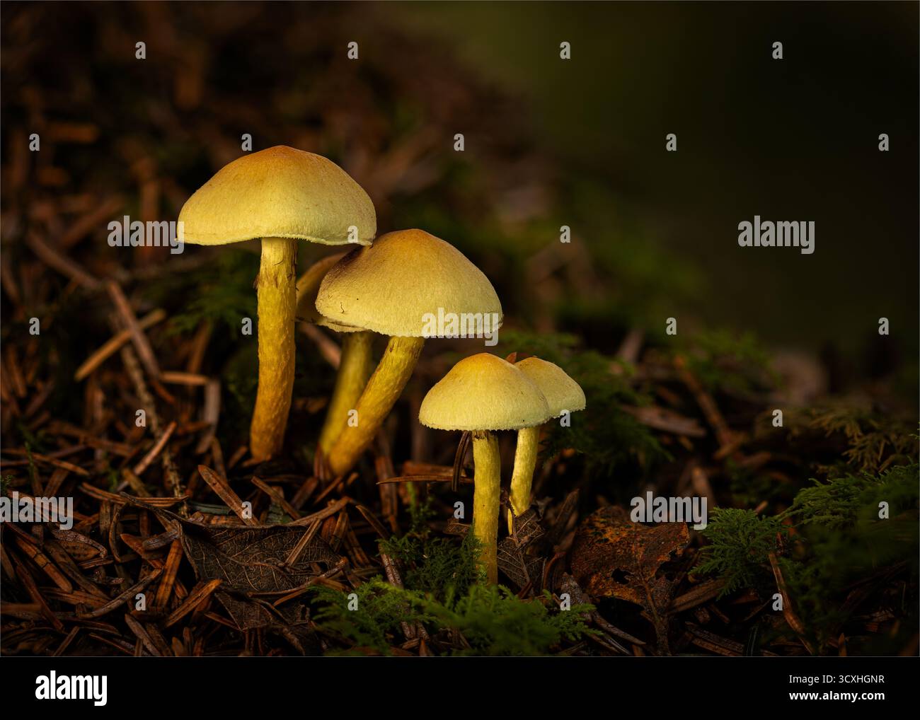 Touffe de touffes de soufre sur le plancher Firest Banque D'Images
