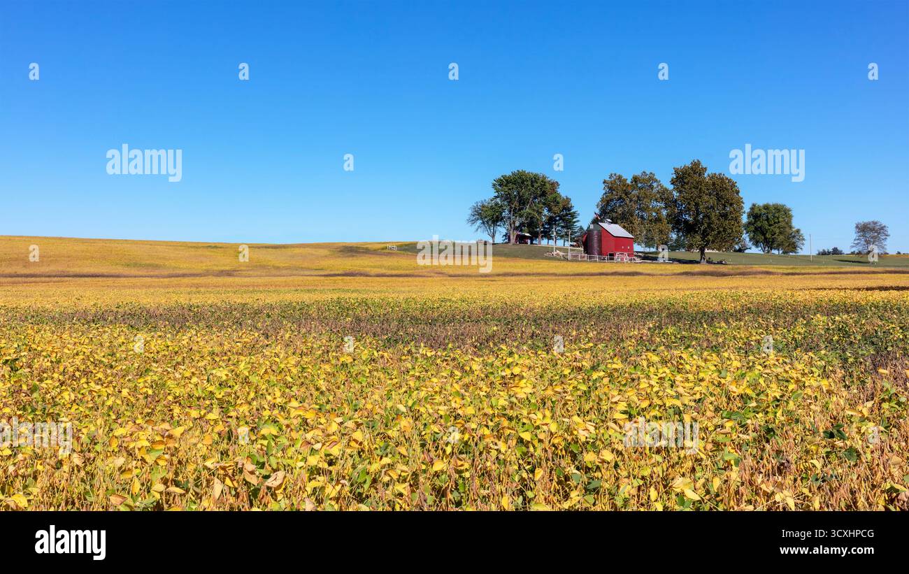 Paysage avec une grange rouge et des arbres au sommet d'une colline couverte d'une récolte jaune de plants de soja sous un ciel bleu sans nuages dans le Missouri rural Banque D'Images