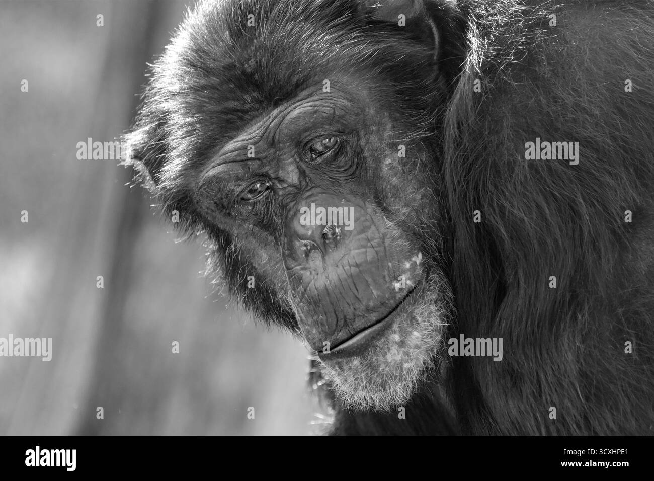 Gros plan noir et blanc d'un chimpanzé en contact visuel Banque D'Images