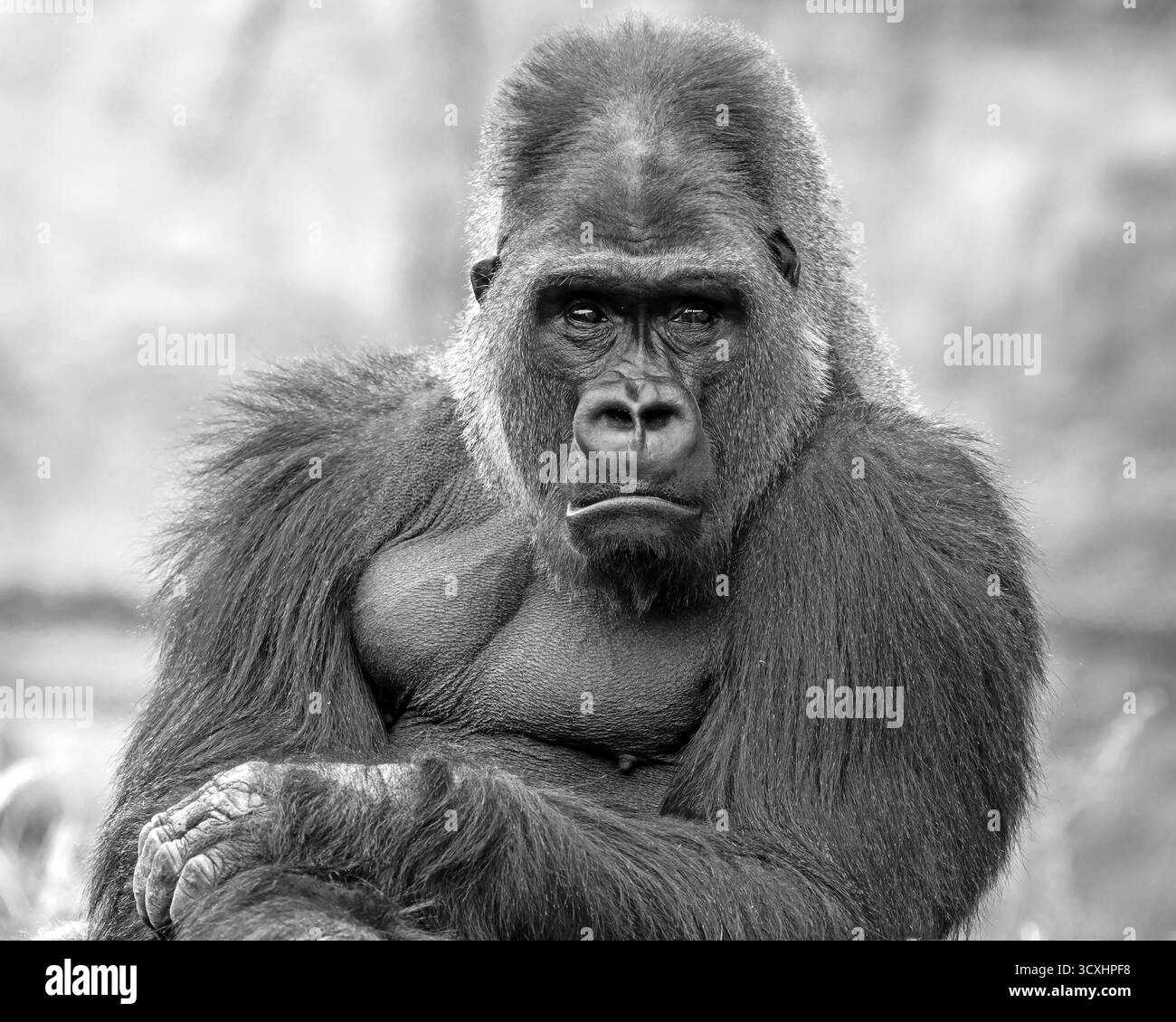Portrait noir et blanc d'un gorille argenté Banque D'Images