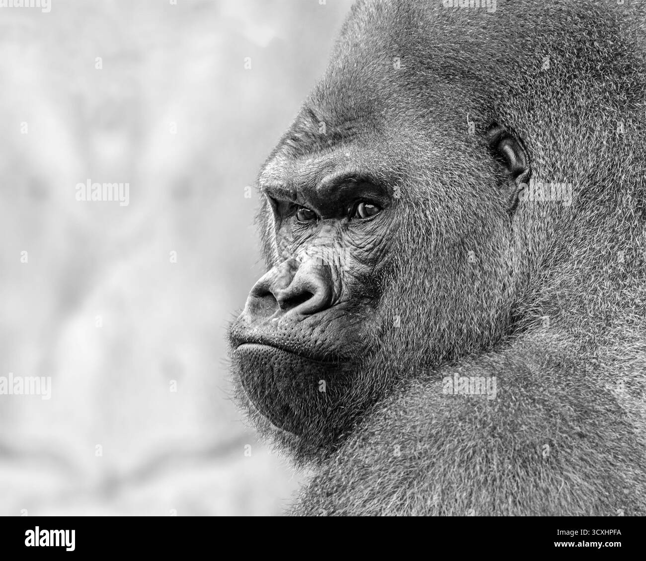 Portrait noir et blanc d'un gorille argenté Banque D'Images