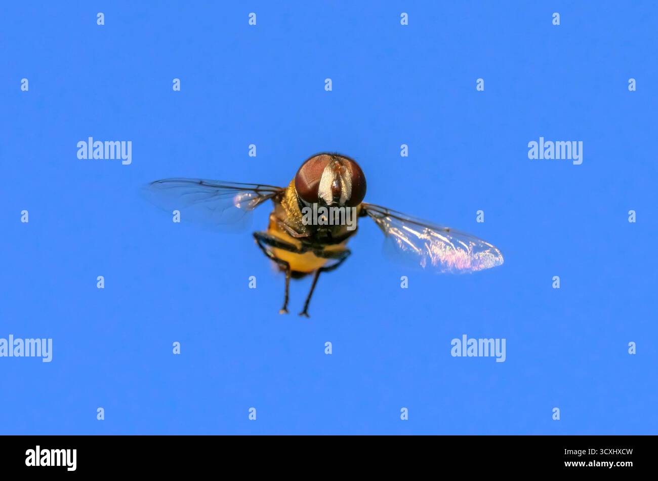 mouche en peluche du Nord, ou mouche des fleurs, ou mouche syrphide (Palpada vinetorum) volant et planant dans le ciel bleu, vue frontale, parc d'État de Brazos Bend, Banque D'Images