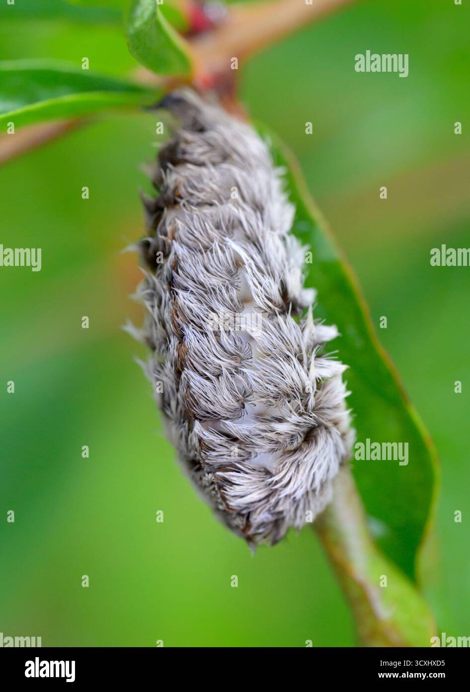 Le papillon de la flanelle du Sud, ou chenille pousse (Megalopyge opercularis), un insecte toxique piquant, Galveston, texas, États-Unis. Banque D'Images