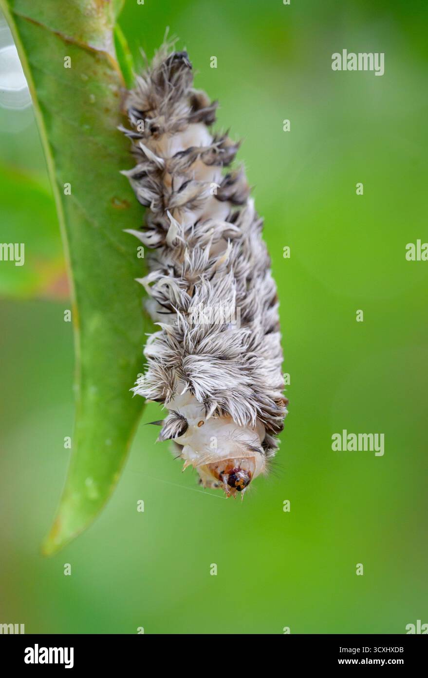 Le papillon de la flanelle du Sud, ou chenille pousse (Megalopyge opercularis), un insecte toxique piquant, Galveston, texas, États-Unis. Banque D'Images