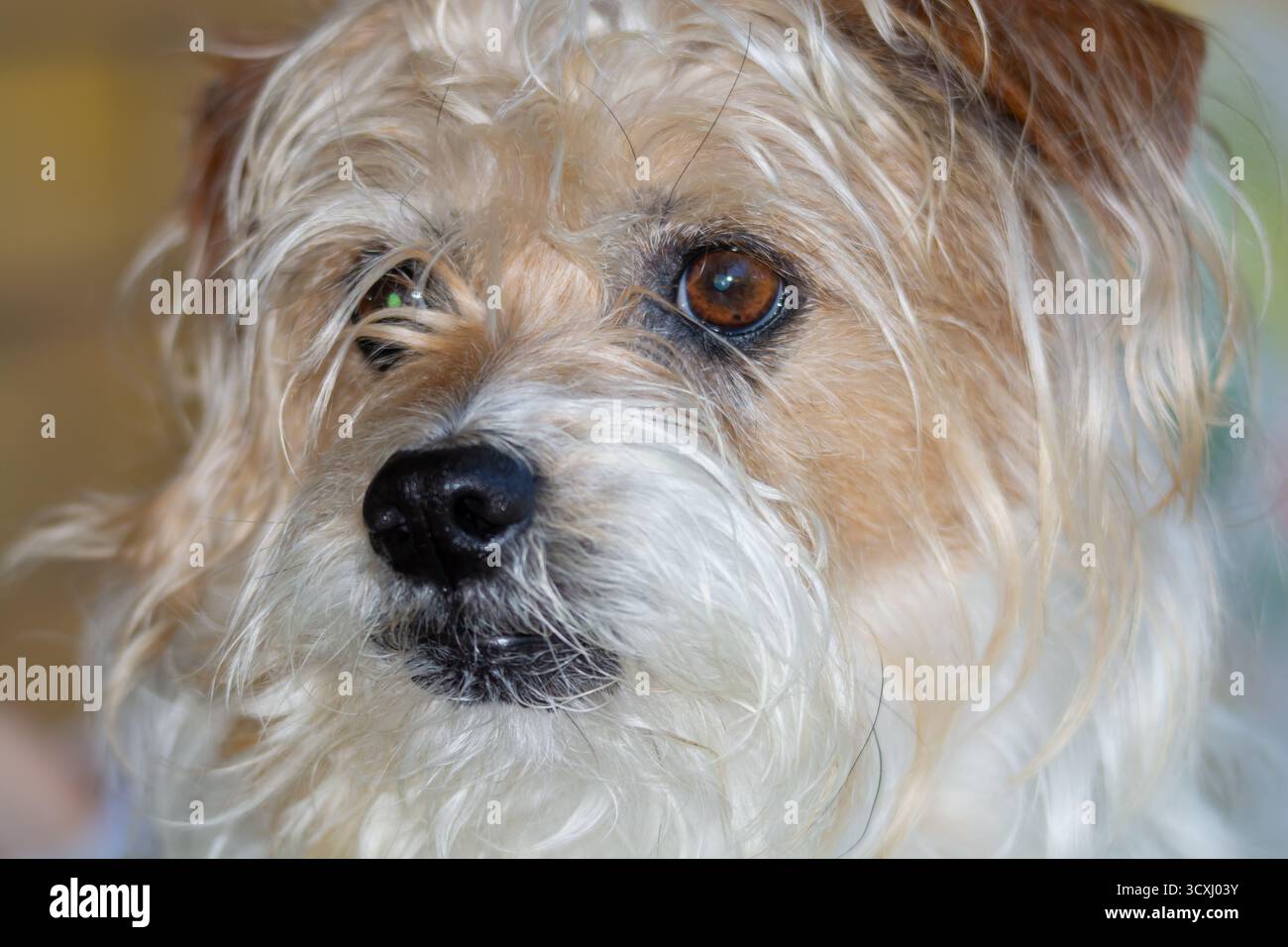 Gros plan du visage d'un Parsons aux cheveux longs Jack Russell Terrier. Banque D'Images