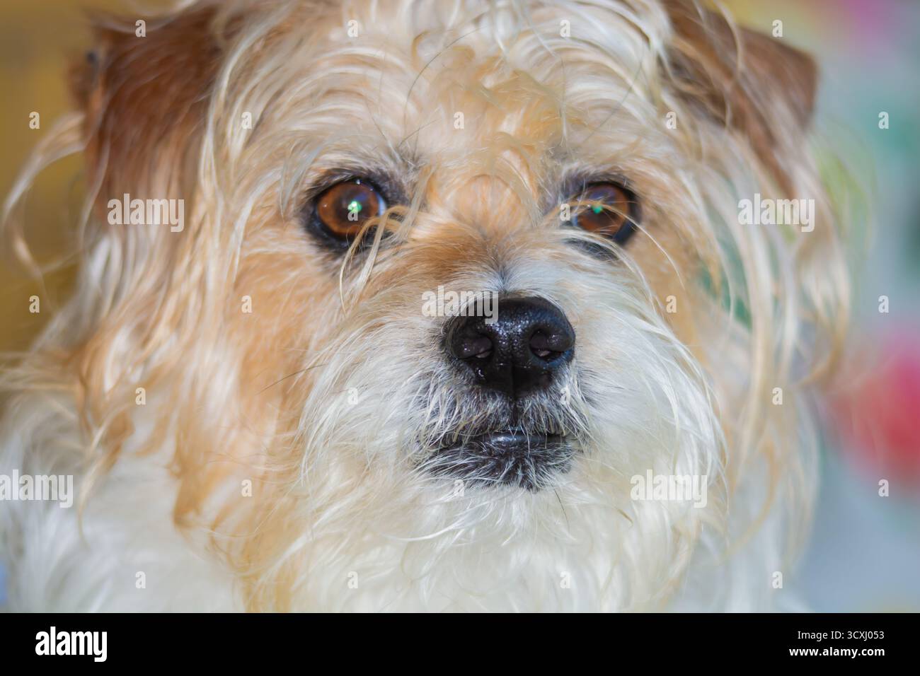 Gros plan du visage d'un Parsons aux cheveux longs Jack Russell Terrier. Banque D'Images