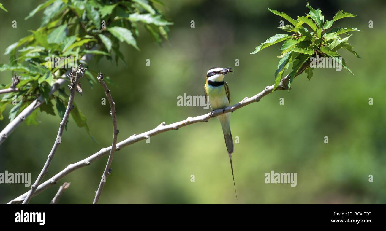 Mangeur d'abeilles à gorge blanche (Merops albicollis), avec un insecte dans son bec, forêt de Nkima, Ouganda Banque D'Images