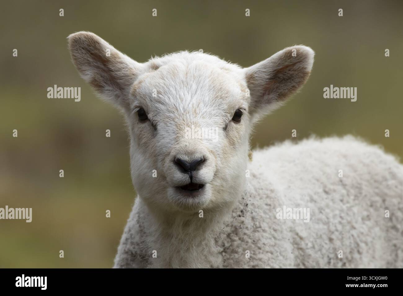 Mouton domestique (Ovis aries) juvénile bébé agneau animal de ferme saignant avec sa bouche ouverte au printemps, Angleterre, Royaume-Uni Banque D'Images