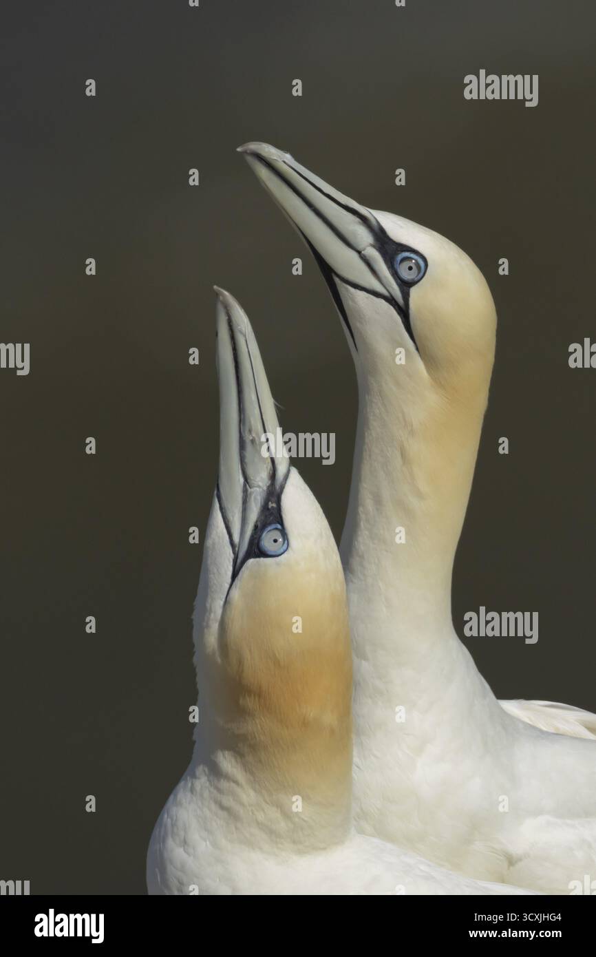 Canet nordique (Morus bassanus) deux oiseaux de mer adultes lors de leur exposition d'amour de cour sur un rebord de falaise, Angleterre, Royaume-Uni Banque D'Images