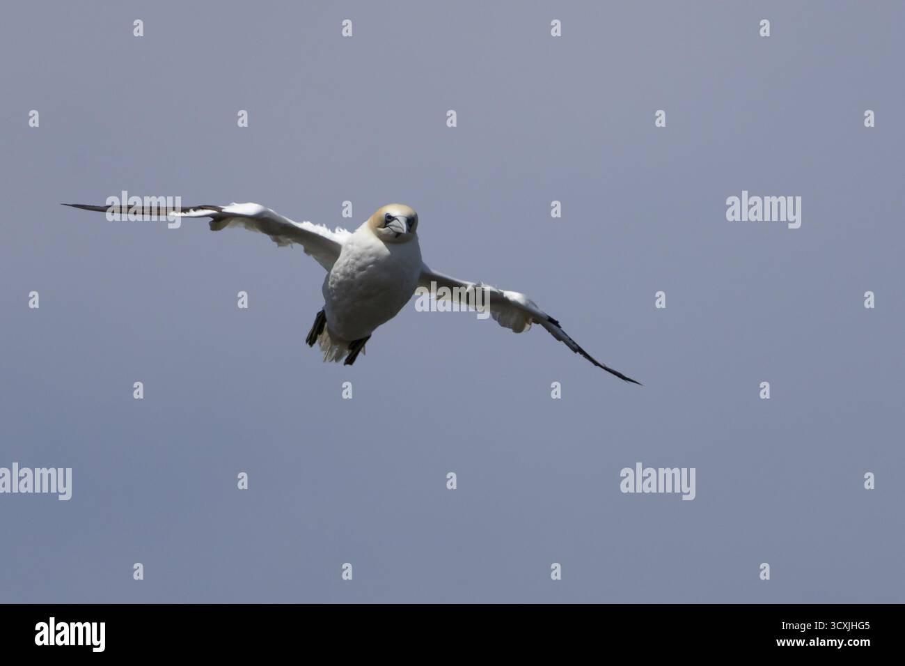 Volants d'oiseaux de mer adultes du genre Northern Gannet (Morus bassanus), Angleterre, Royaume-Uni Banque D'Images