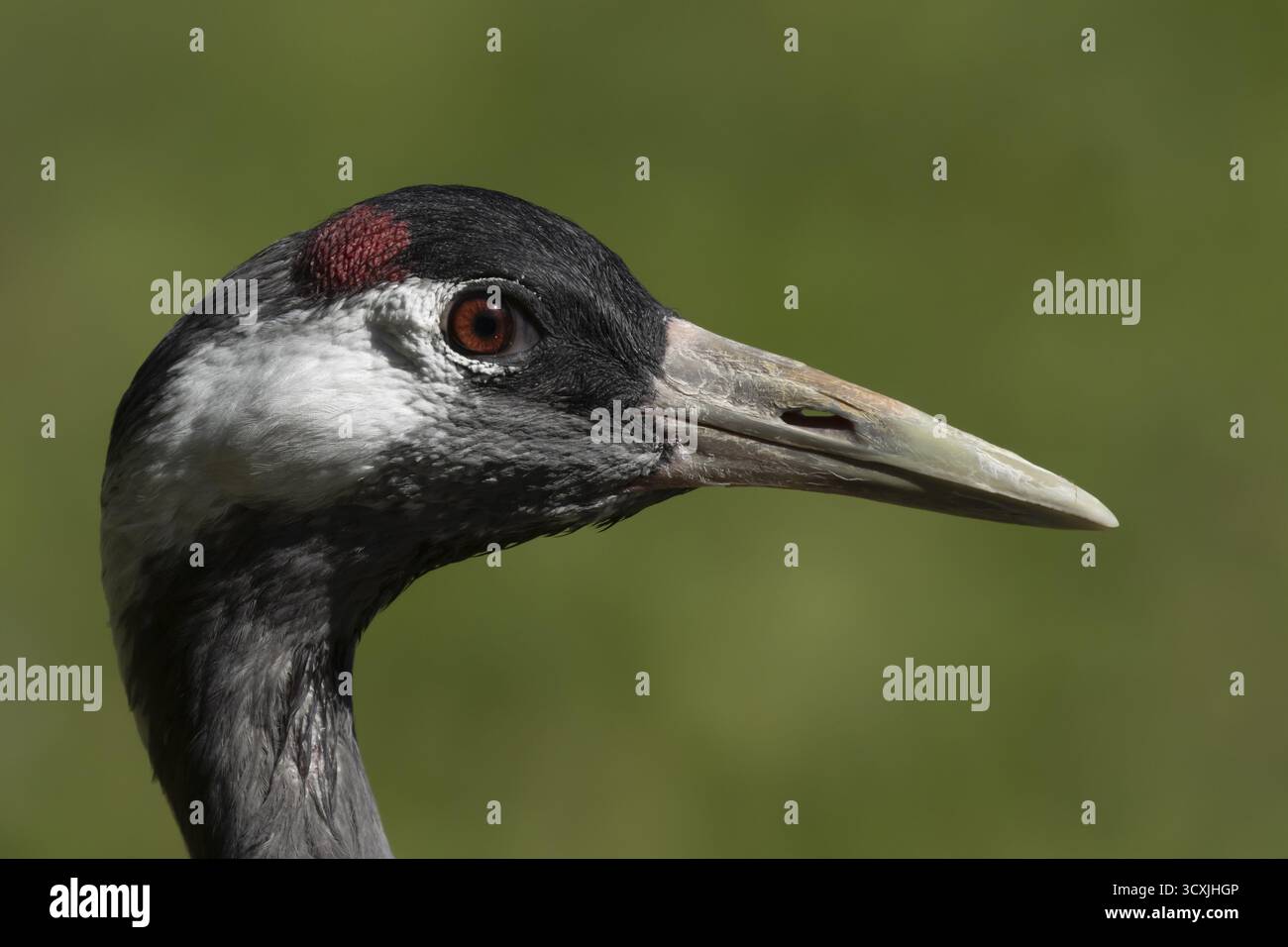 Portrait de tête d'oiseau adulte eurasien ou grue commune (Grus grus), Angleterre, Royaume-Uni Banque D'Images