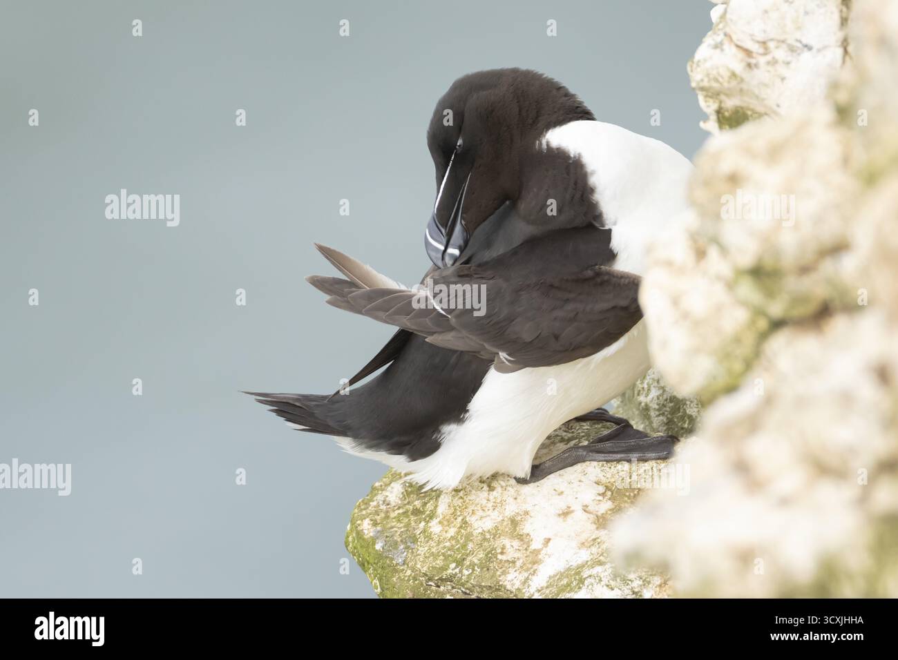 Razorbill (ALCA torda) oiseau de mer adulte reposant sur un rebord de falaise, Angleterre, Royaume-Uni Banque D'Images