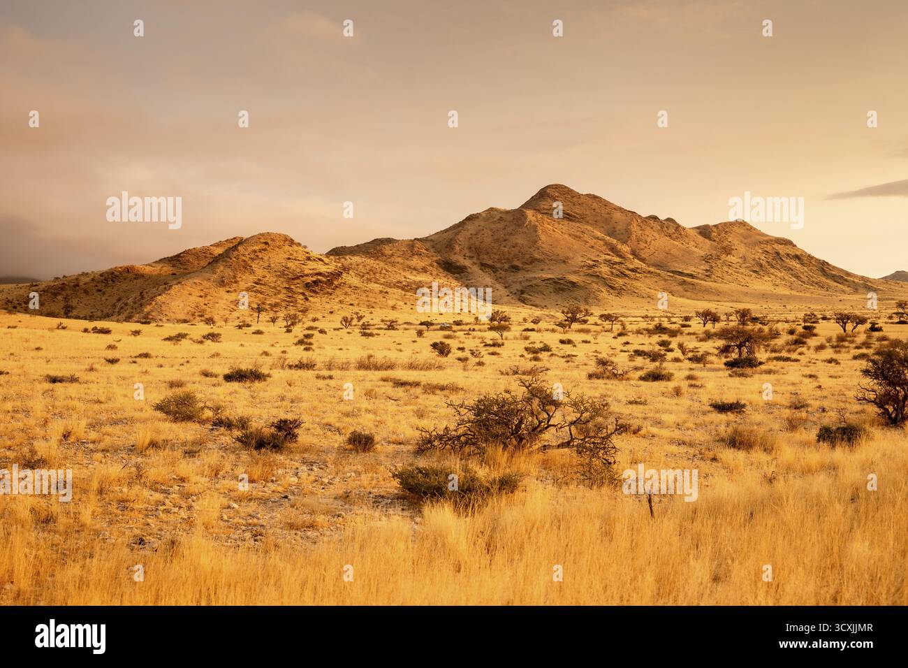 Coucher de soleil doré sur le Nord Windhok, savane namibienne avec des arbres dispersés à l'horizon. La lumière chaude du soir et les couleurs vives capturent la beauté calme Banque D'Images