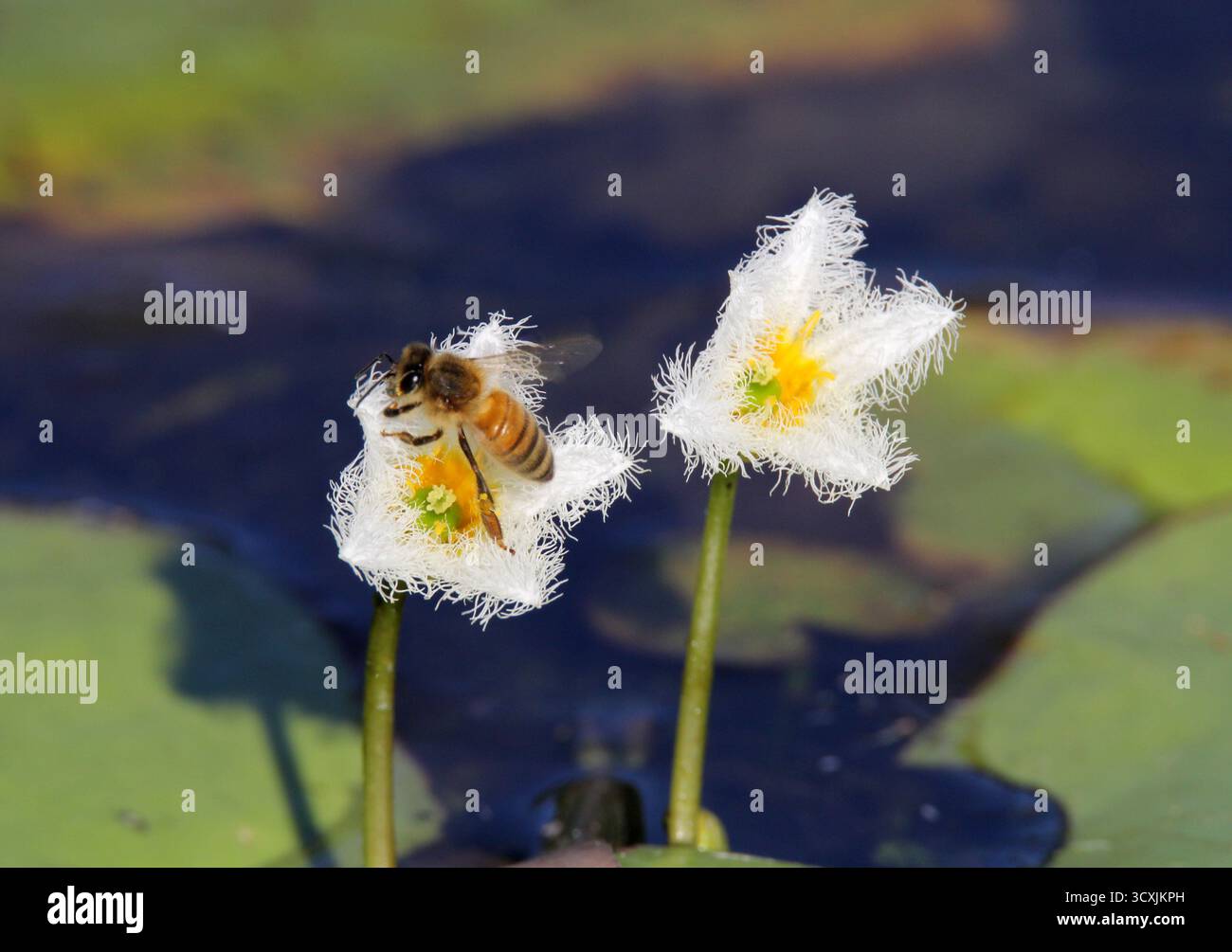 Insecte abeille perché sur un flocon de neige d'eau (Nymphoides indica) fleur de nénuphar sur un étang Banque D'Images