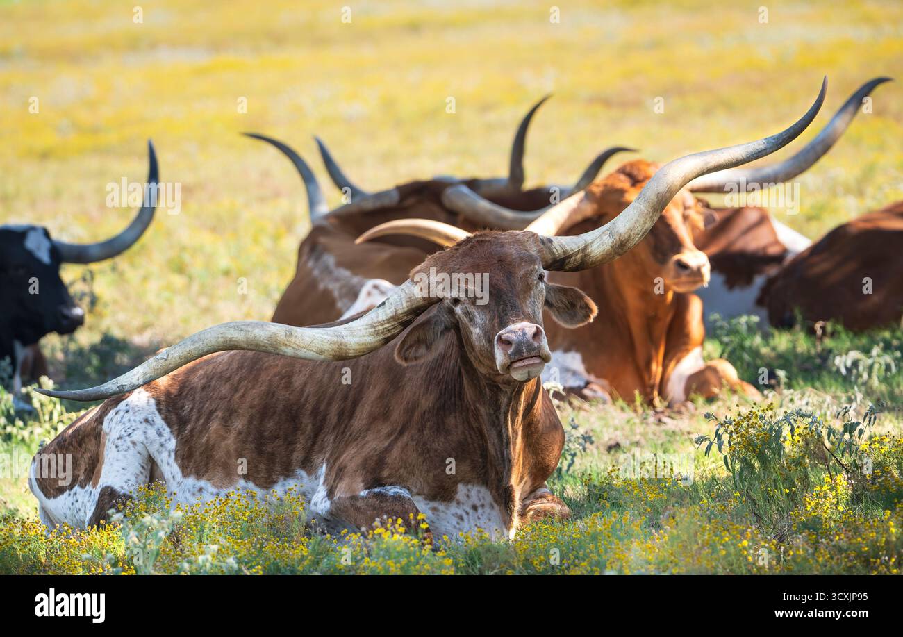 Texas Longhorn couché sur le pâturage d'automne, entouré de fleurs jaunes. Banque D'Images