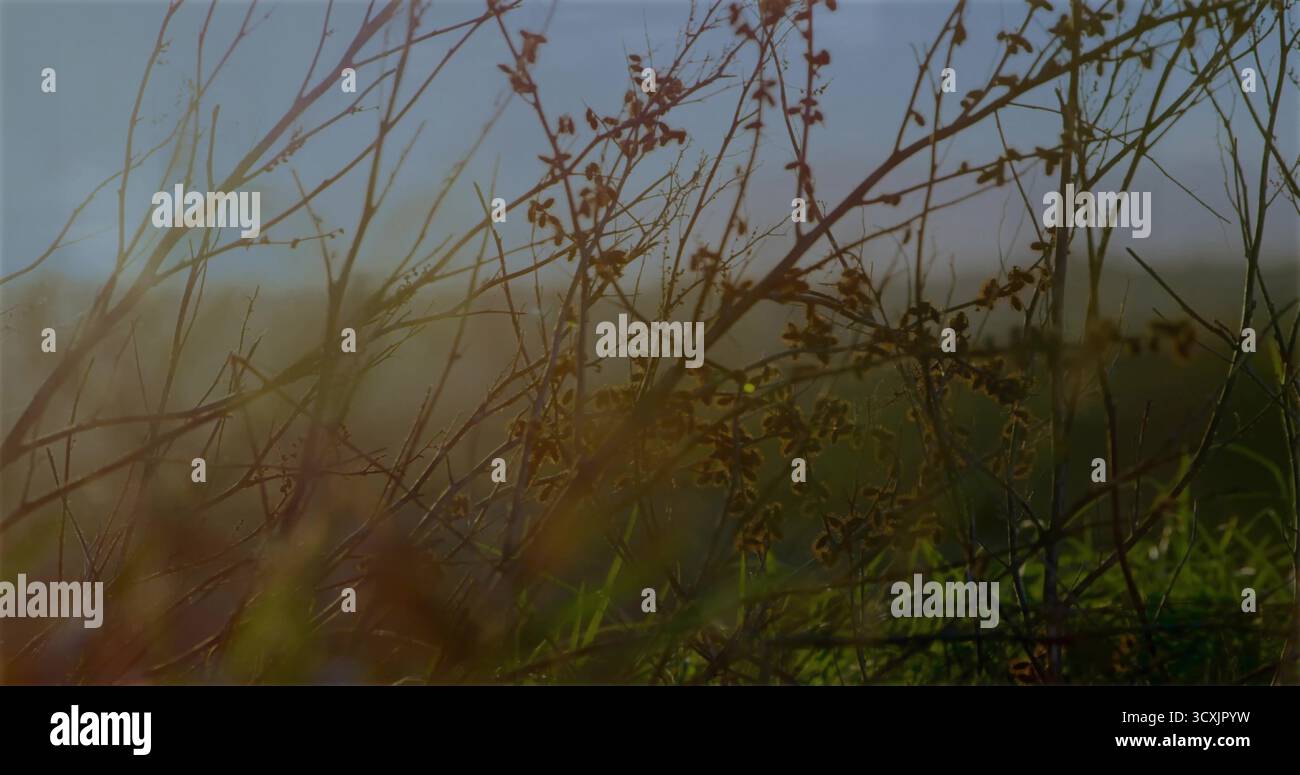 Rétroéclairage des tiges de plantes sèches avec de petites gousses de graines et des brins d'herbe dans les prairies rurales, lueur chaude Banque D'Images