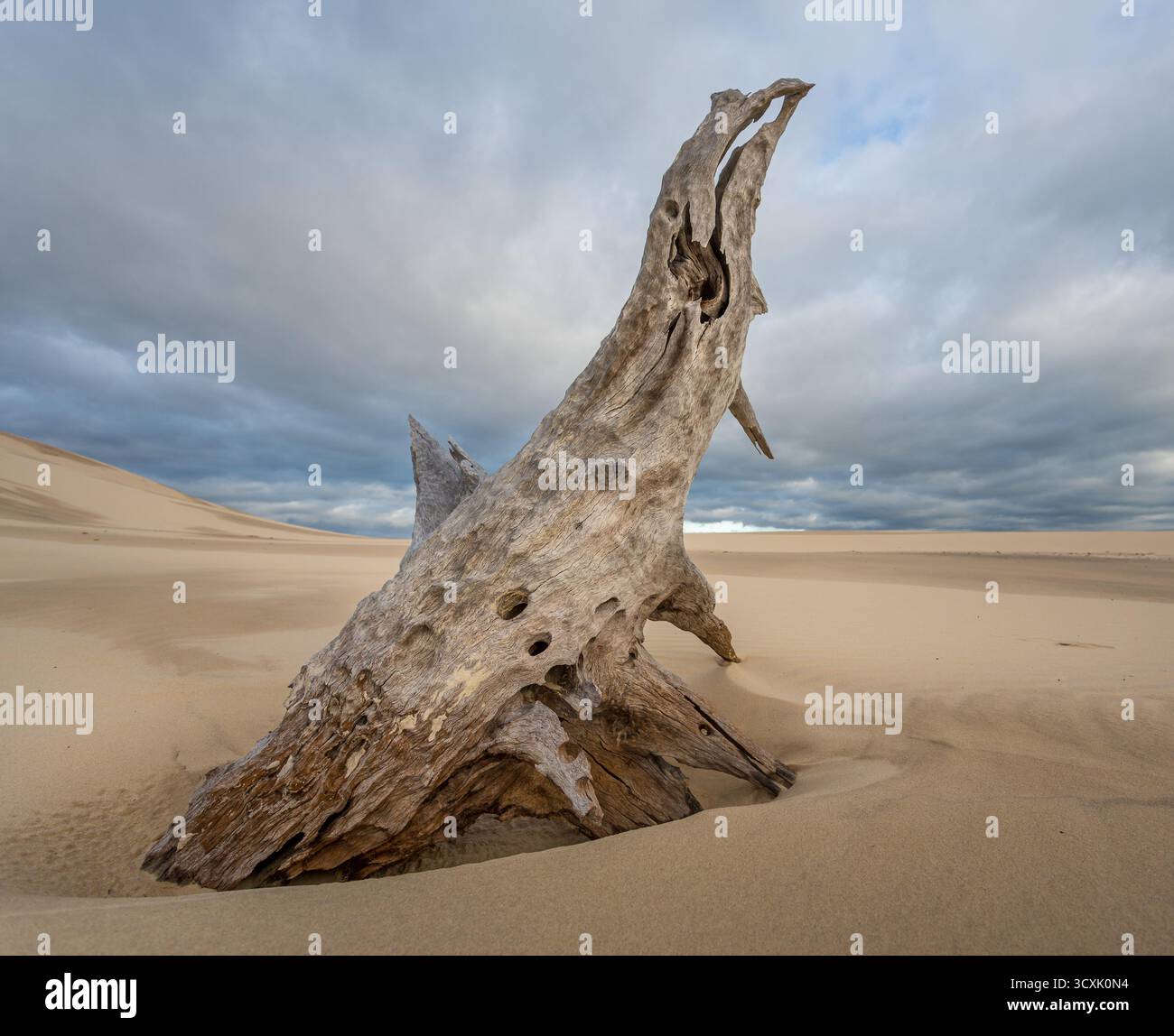 Un grand morceau de bois flotté altéré se trouve en bonne place dans les dunes de sable de l'île de Moreton, Queensland, Australie. Le bois flotté présente un noueux, Banque D'Images
