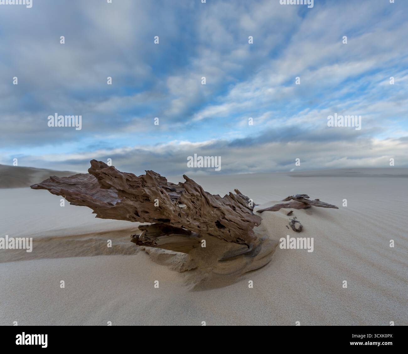 Un morceau de bois flotté partiellement enterré dans le sable sur une plage de Moreton Island, en Australie. Le bois flotté est altéré et texturé, montrant complexe Banque D'Images