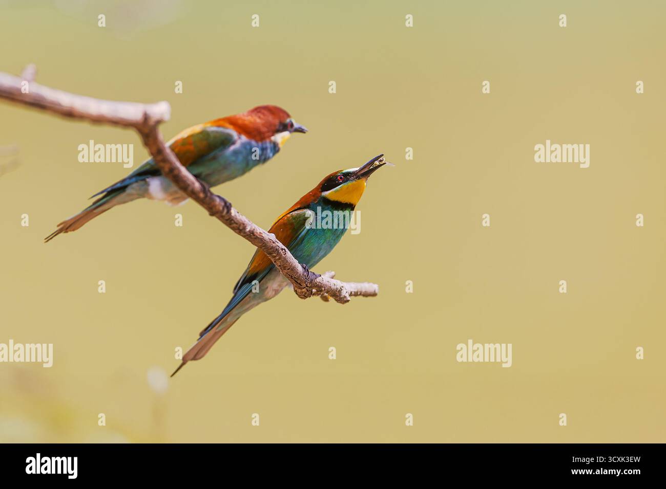 Deux mangeurs d'abeilles européens Merops apiaster sont assis sur la branche tandis que l'un attrape un insecte Banque D'Images