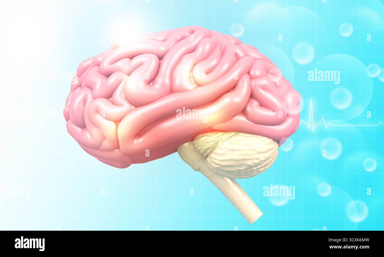 Anatomie cérébrale humaine sur fond scientifique. illustration 3d. Banque D'Images