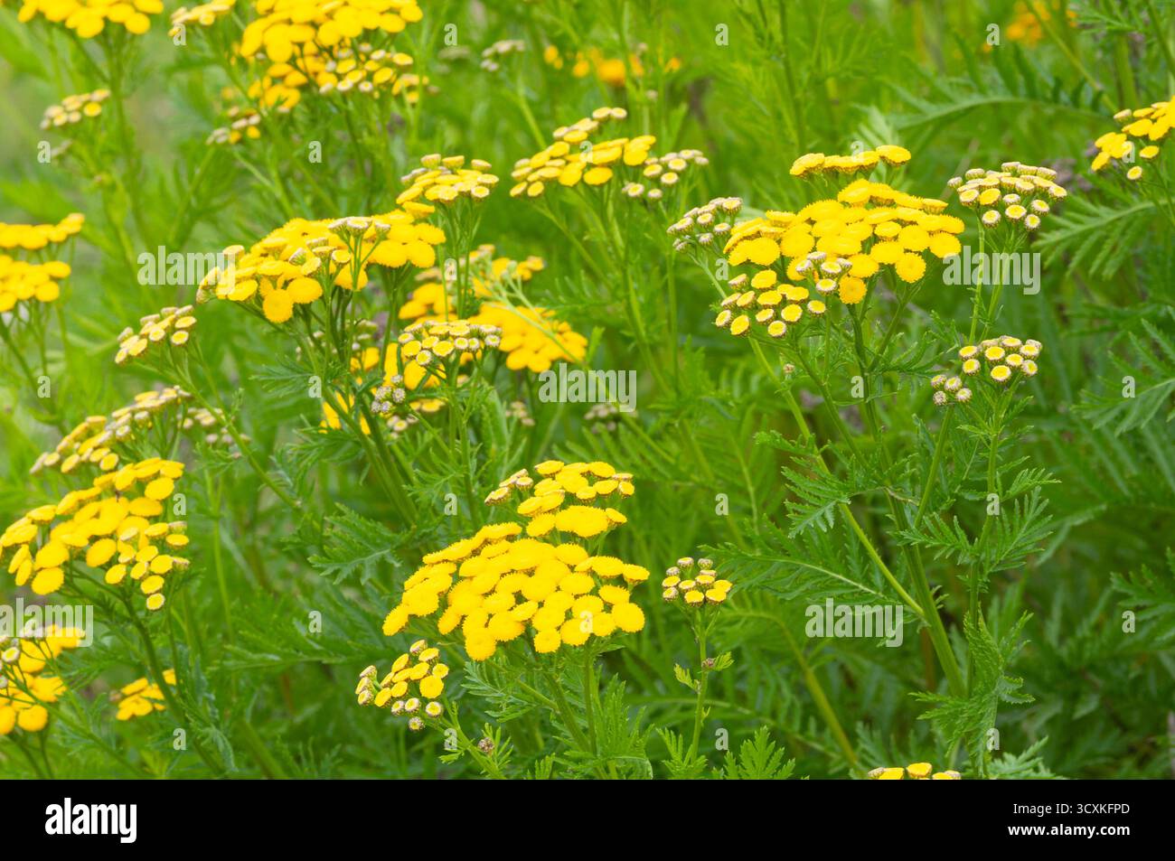 Tansy Flowers, Tanacetum vulgare Banque D'Images