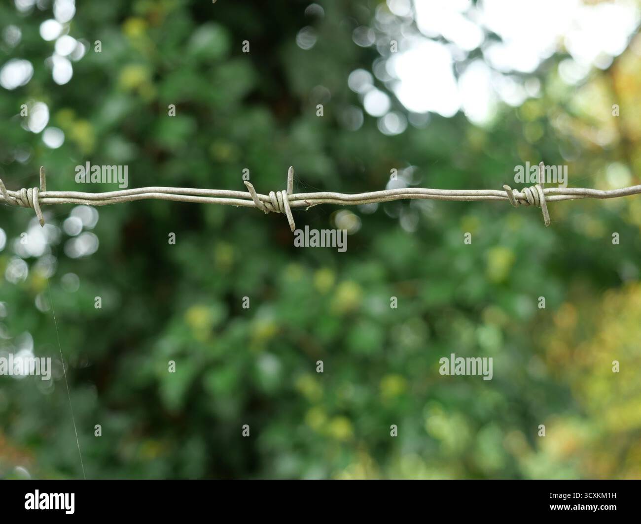 Fil de fer barbelé pointu avec des traces de rouille sur fond vert flou, symbole de frontière et de barrière. Copyspace. Banque D'Images