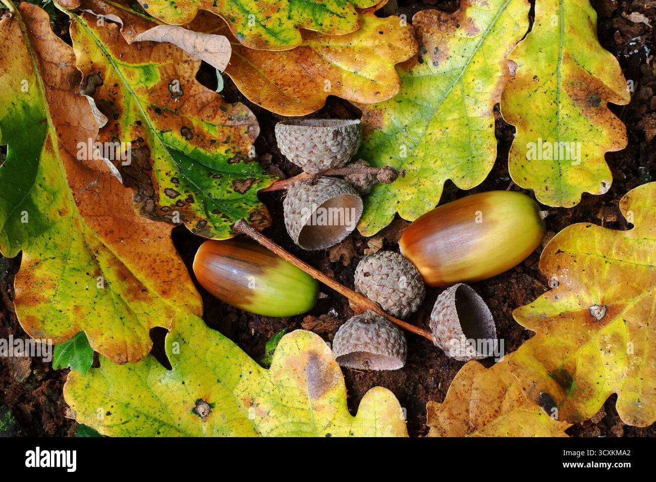 glands de chêne en automne Banque D'Images