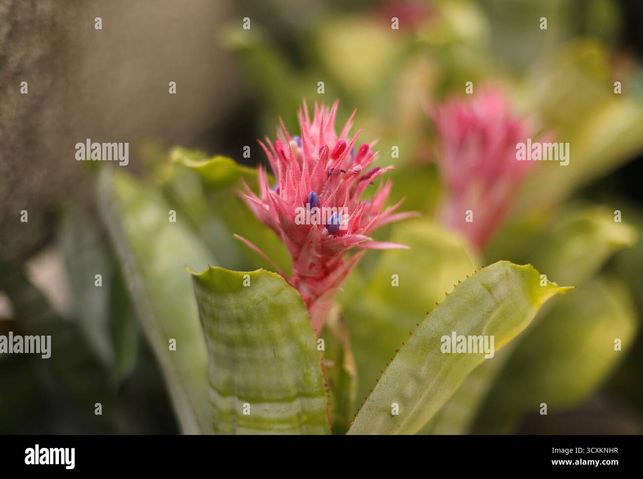 Usine d'urne en gros plan (Aechmea fasciata) Banque D'Images