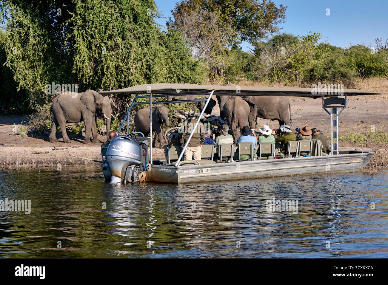 Touristes sur bateau safari regardant les éléphants de brousse africains (Loxodonta africana) à la rivière Chobe, parc national de Chobe, Botswana Afrique Banque D'Images