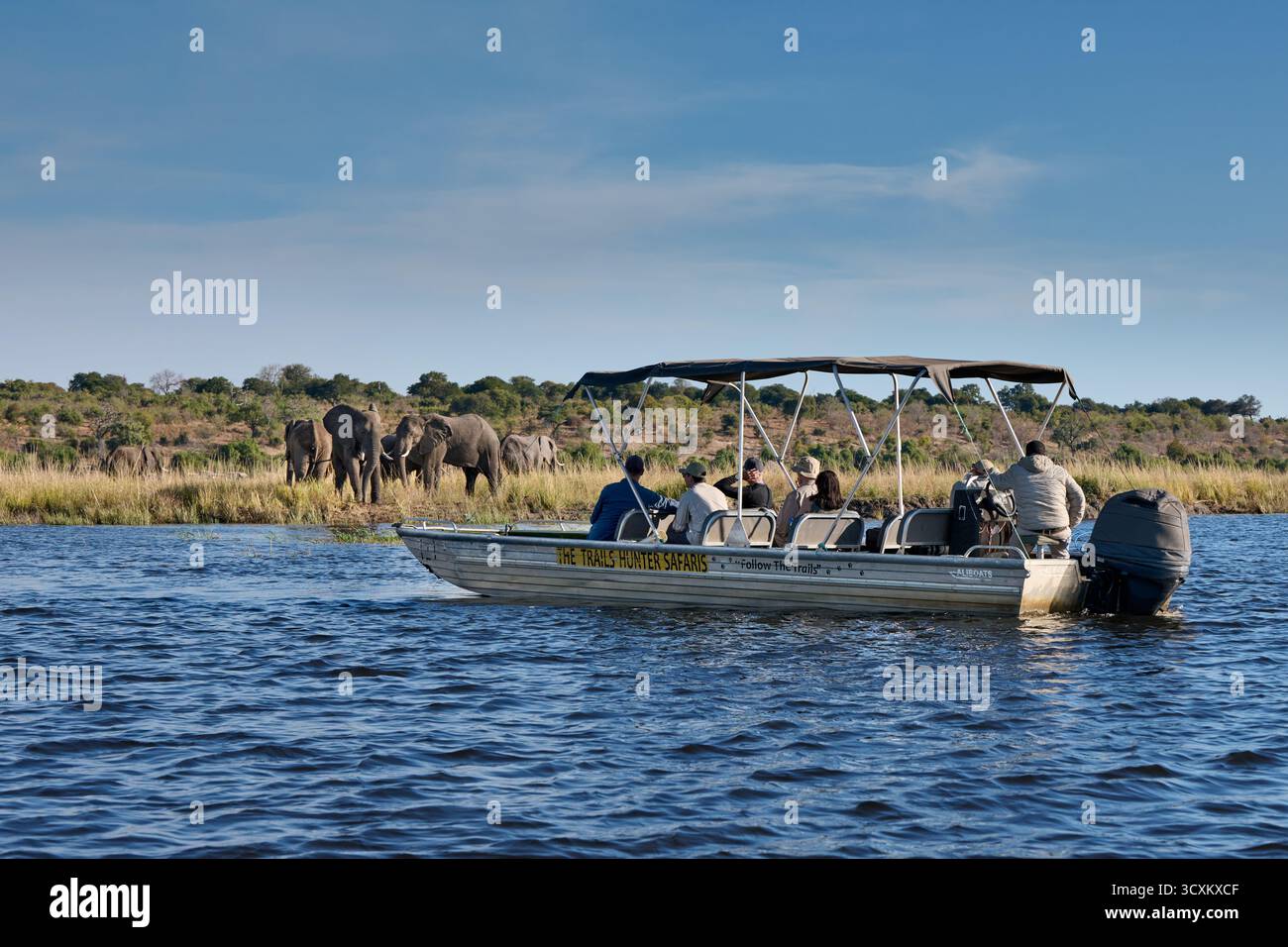 Touristes sur bateau safari regardant les éléphants de brousse africains (Loxodonta africana) à la rivière Chobe, parc national de Chobe, Botswana Afrique Banque D'Images