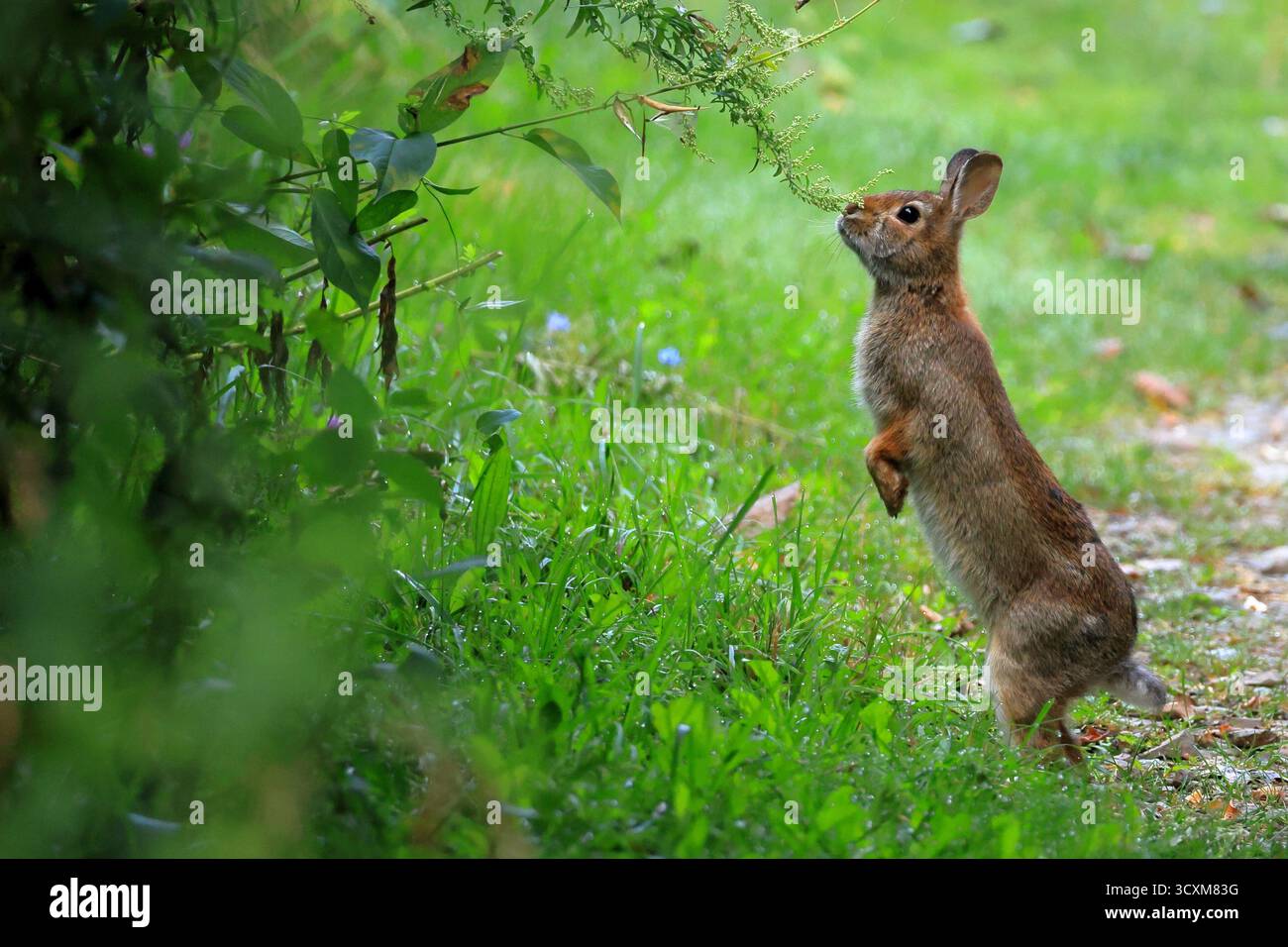 L'adorable lapin à queue de cottontail de l'est s'étire sur ses pattes arrière pour atteindre sa prochaine collation Banque D'Images L'adorable lapin à queue de cottontail de l'est s'étire sur ses pattes arrière pour atteindre sa prochaine collation Banque D'Images
