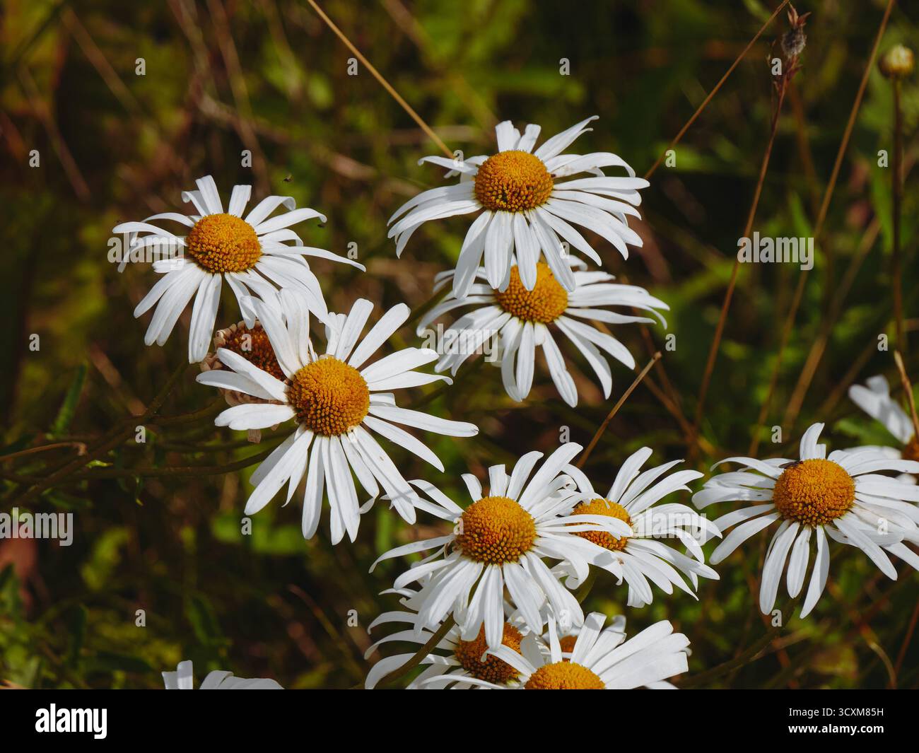 Un gros plan de fleurs Banque D'Images