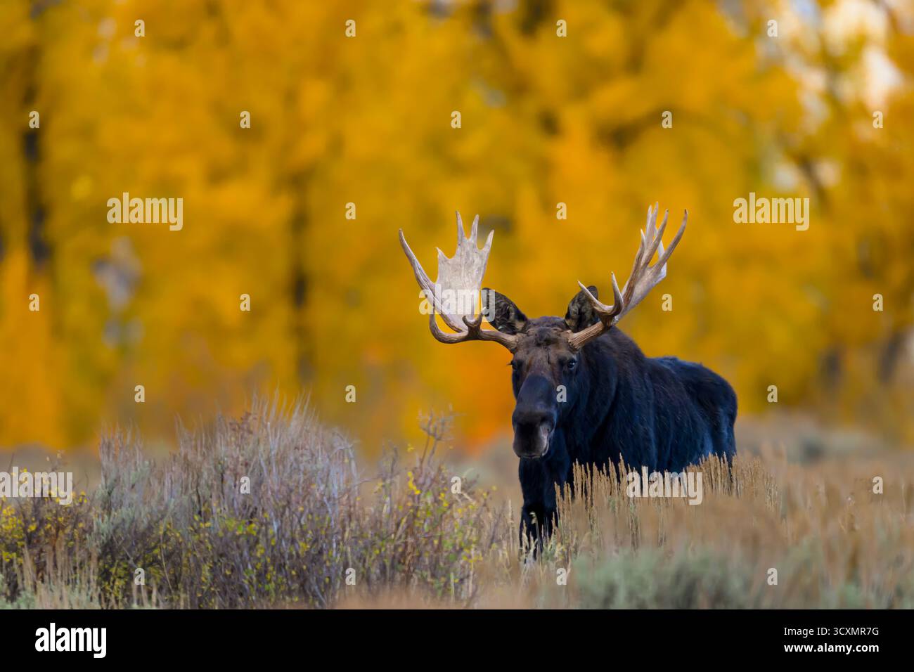 Orignal taureau Shiras avec une belle toile de fond de couleurs d'automne dorées, parc national de Grand Teton, Wyoming Banque D'Images