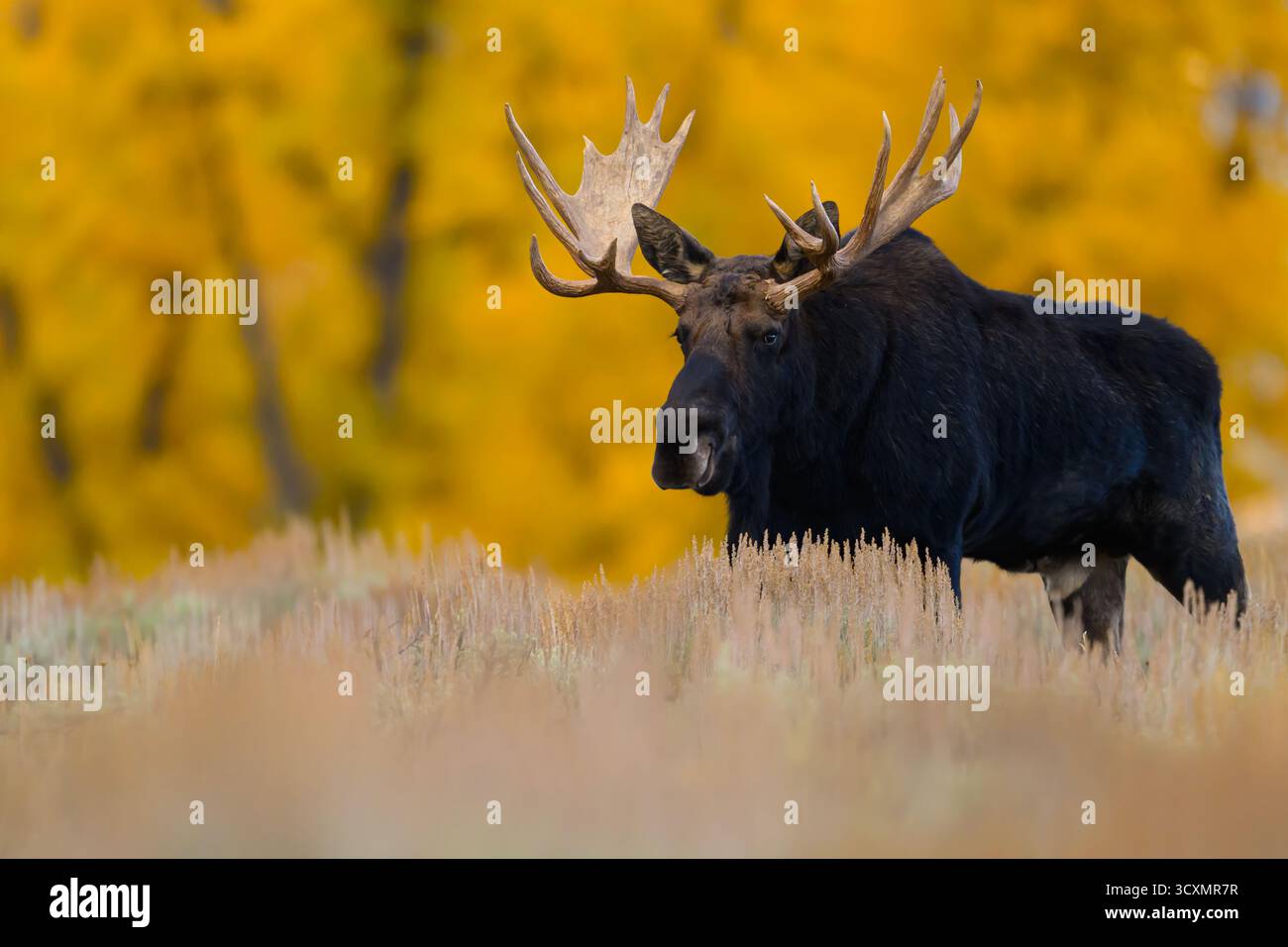 Orignal taureau Shiras avec une belle toile de fond de couleurs d'automne dorées, parc national de Grand Teton, Wyoming Banque D'Images