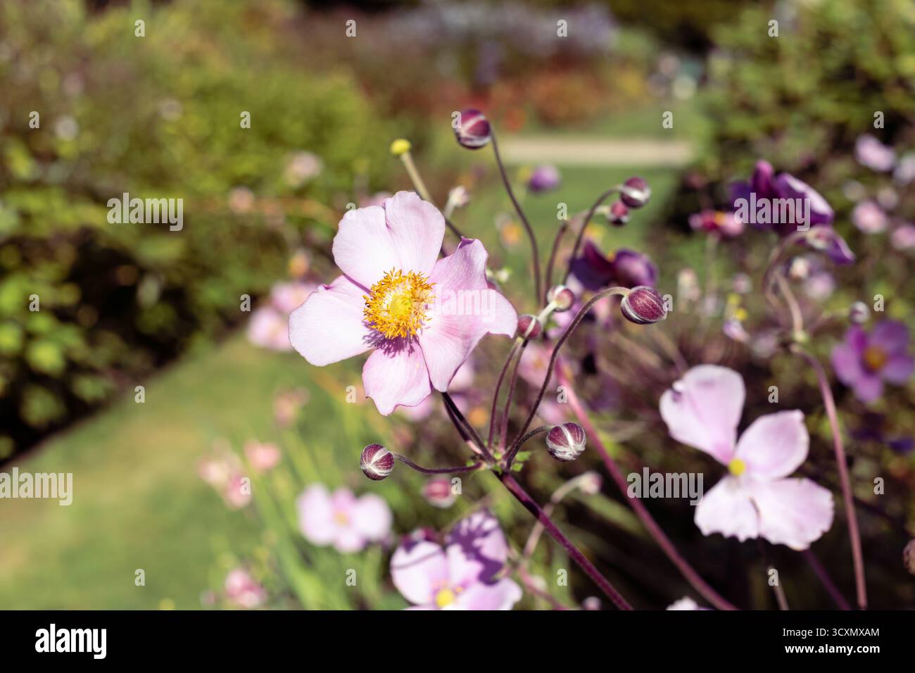 Quelques fleurs de fin d'été, début d'automne fleurissent dans un jardin anglais Banque D'Images