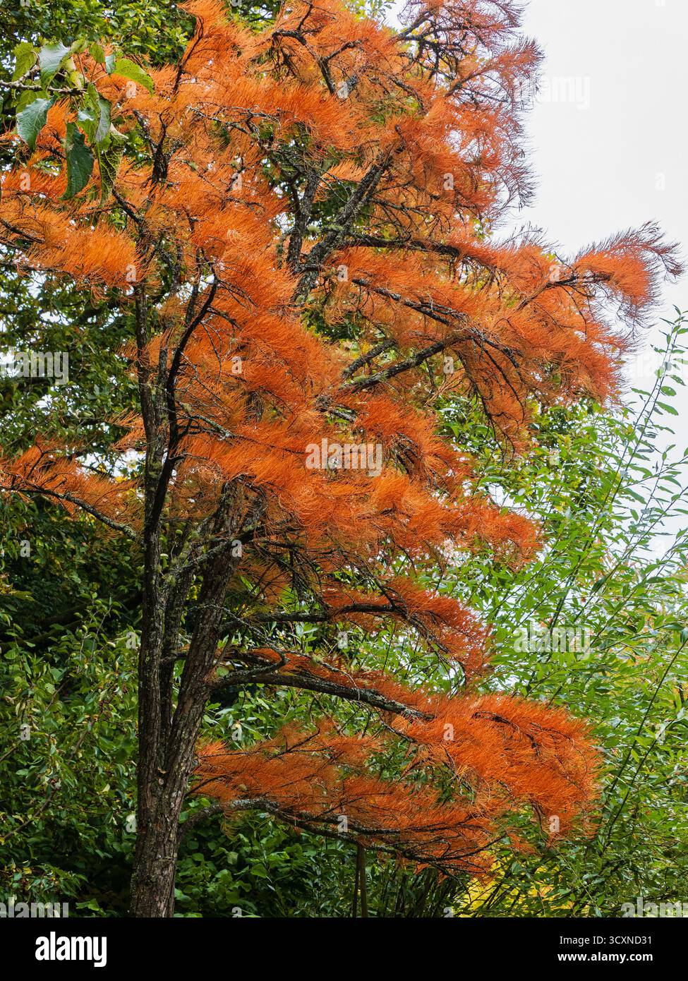 Orange vif feuillage d'automne du cyprès robuste de l'étang, Taxodium distichum var. Imbricatum 'nutans' Banque D'Images