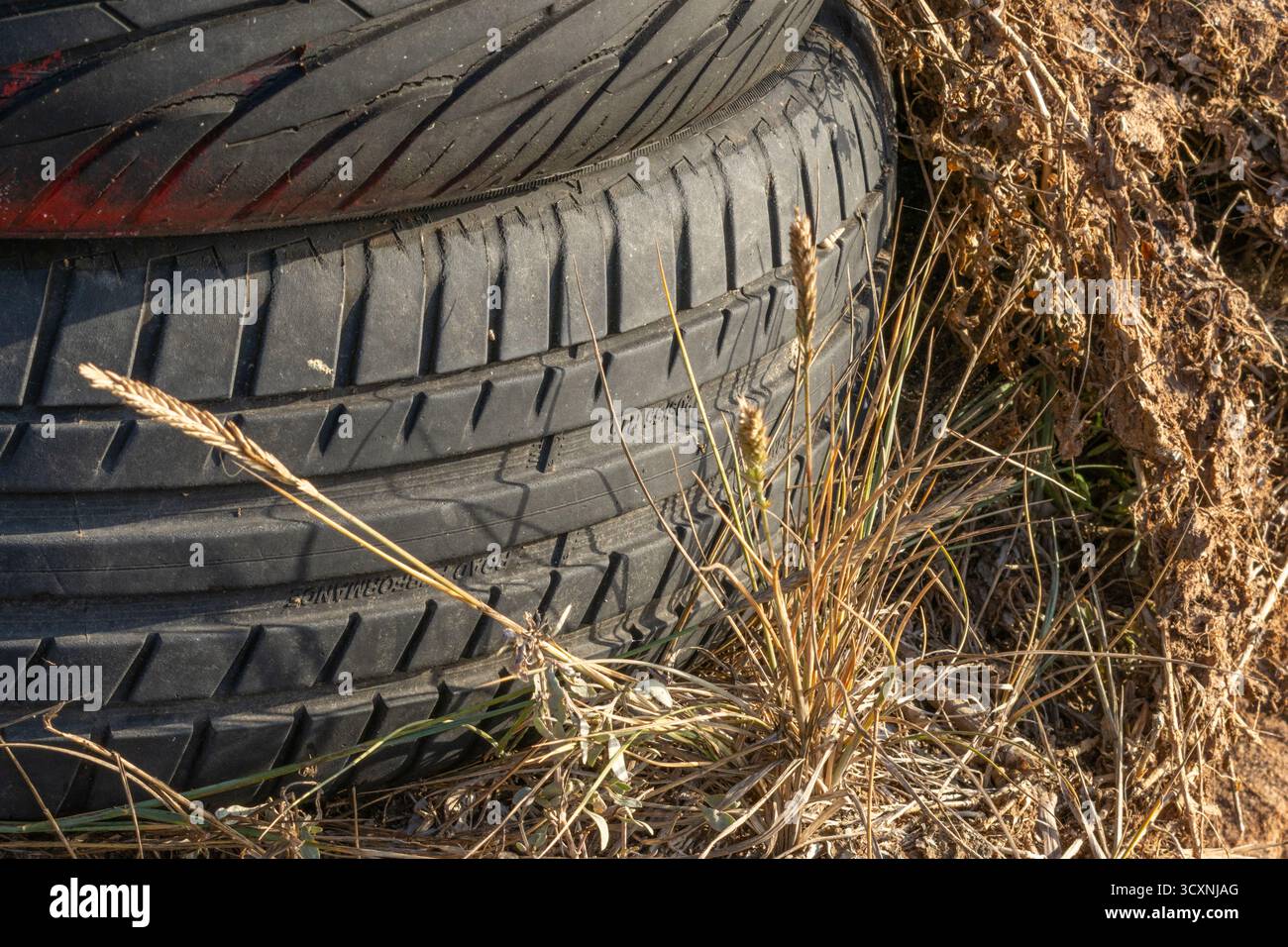 L'herbe de blé cultivée se dresse contre une pile de vieux pneus en caoutchouc, symbolisant la pollution de l'environnement Banque D'Images
